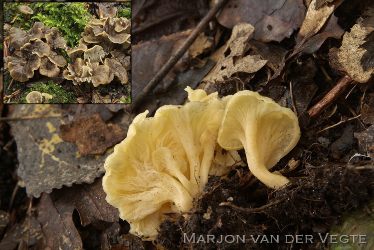 Kleine trompetzwam - Pseudocraterellus undulatus